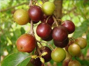 Tên sản phẩm cây xanh